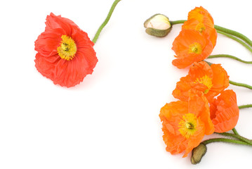 アイスランドポピーの花