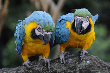 ルリコンゴウインコ