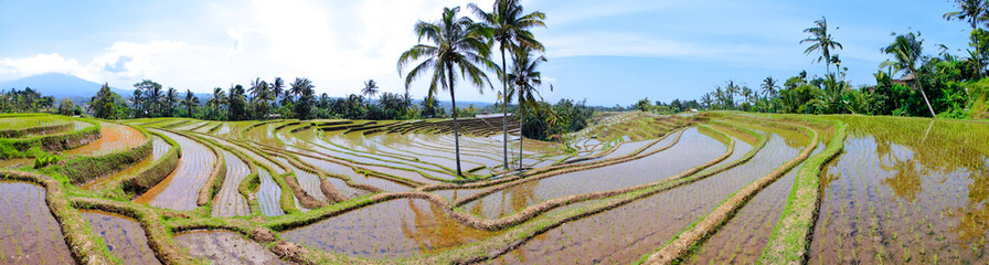 Rice terrace pano