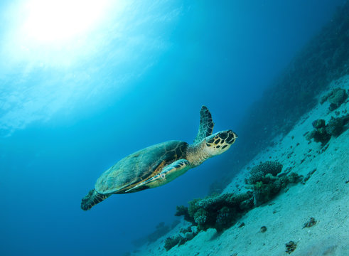 hawksbill sea turtle swims in clear blue ocean