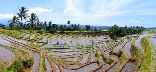 Foto op Plexiglas Belimbing rice terrace © velvetocean
