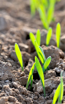 plantules