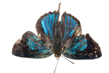 butterfly silver streak blue