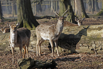 Damwild