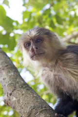 Monkey, Costa Rica