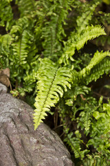 Fern Fern Fern Fern Fern Fern 