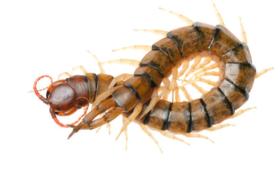 poison animal centipede