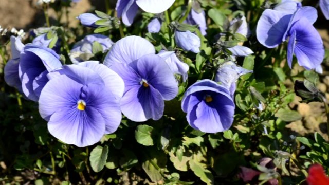 viole