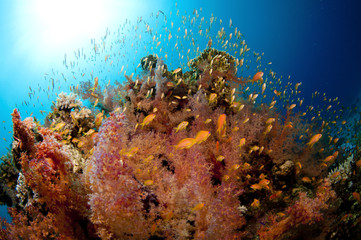 vibrant coral reef with lots of fish
