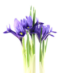 iris reticulata