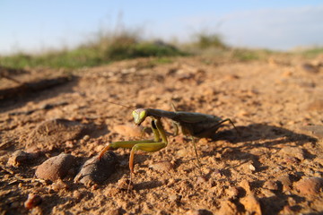 Mantis Religiosa o Santateresa en el suelo.