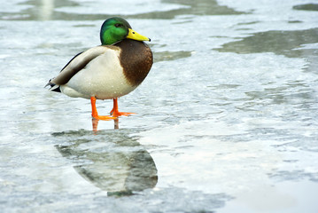 duck, mallard male