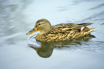 duck, female mallard duck