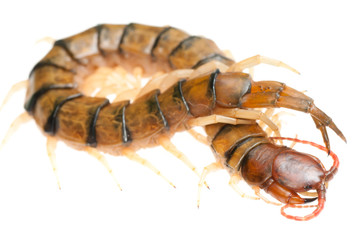poison animal centipede