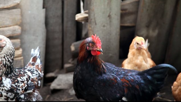 Farm chickens