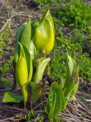 Skunk Cabbage