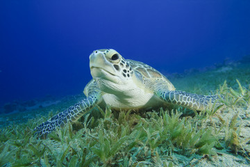 Naklejka na ściany i meble Green Sea Turtle (Chelonia mydas)