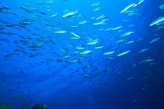 Shoal of Fish in Blue Water