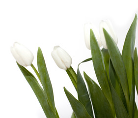 Obraz na płótnie Canvas les tulipes sur fond blanc