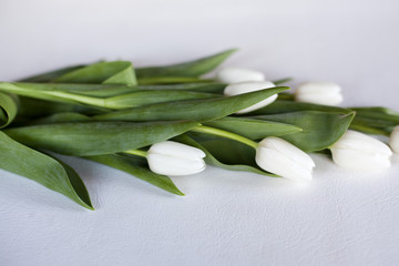 les tulipes sur fond  blanc