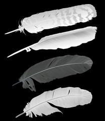 set of four detailed feathers on black