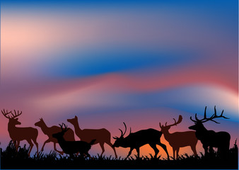 Fototapeta na wymiar deers herd at sunset