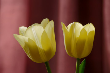 dwa żółte tulipany