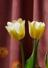 dwa żółte tulipany 2