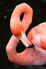 Carribean Flamingo Bird