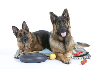 deux bergers allemands et leurs jouets