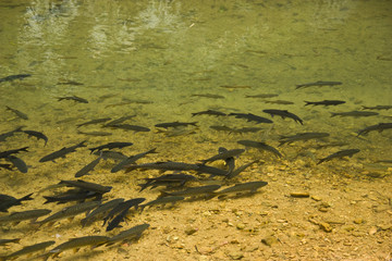 fish in clear water
