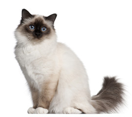 Birman cat, 11 months old, sitting in front of white background