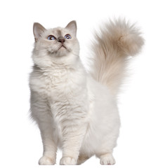 Birman cat, 11 months old, standing in front of white background