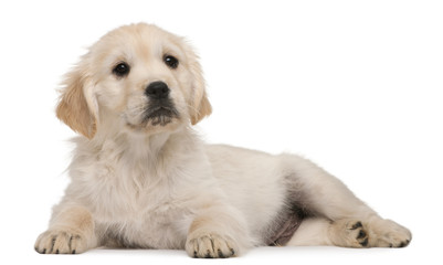 Obraz premium Golden Retriever puppy, 20 weeks old, lying