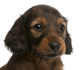 Close-up of Dachshund puppy, 5 weeks old