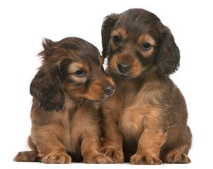 Dachshund puppies, 5 weeks old, sitting