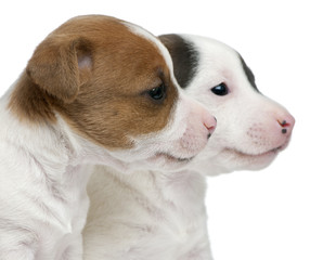 Close-up of Jack Russell Terrier puppies, 5 weeks old