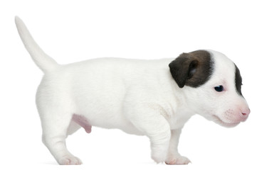 Jack Russell Terrier puppy, 5 weeks old, standing