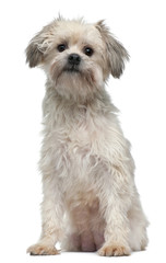 Lowchen or Petit Chien Lion, 3 years old, sitting