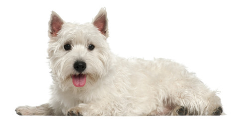 West Highland White Terrier, 10 months old, lying