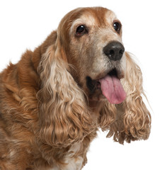 Close-up of old English Cocker Spaniel, 13 years old