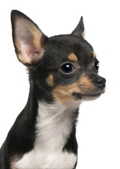 Close-up of Chihuahua puppy, 5 months old