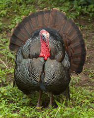male turkey 8662 - 31004688