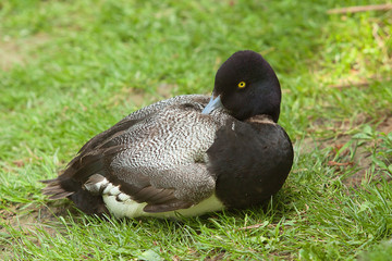 restful duck 8596