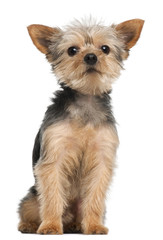 Yorkshire Terrier, 3 years old, sitting