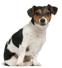 Jack Russell Terrier, 2 and a half years old, sitting