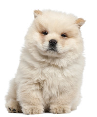 Obraz premium Chow chow puppy, 11 weeks old, sitting