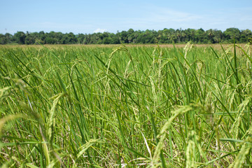 Landscape of rice field