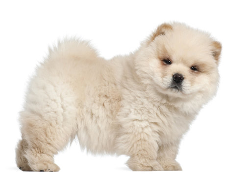 Chow chow puppy, 11 weeks old, standing