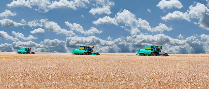 Three Combine Threshing Grain In A Wheat Field